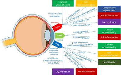 Potential therapeutic effects of peroxisome proliferator-activated receptors on corneal diseases